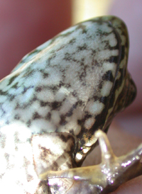 Carpenter Frog